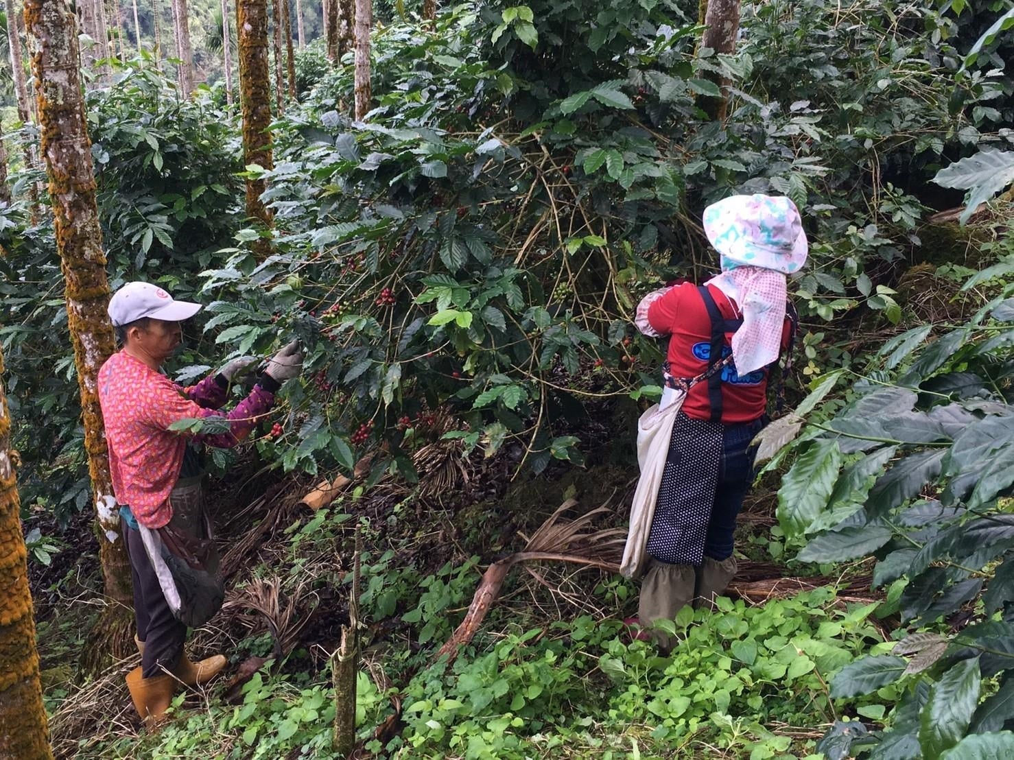 TGC台灣咖啡莊園 阿里山Typica ウォッシュド（生豆・1kg）／税込