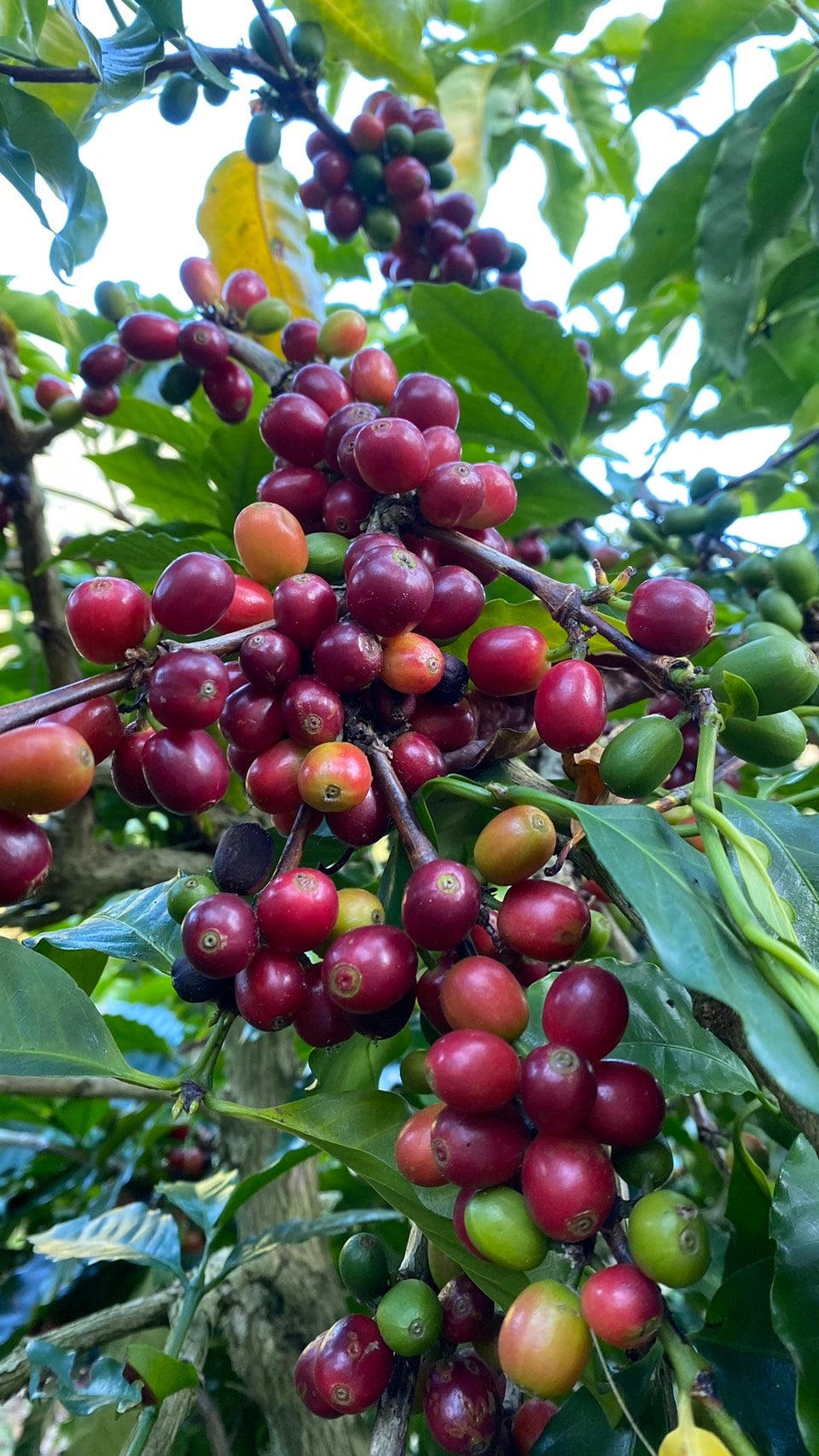 焙煎ゴーヤ茶（1300㌘） 茶