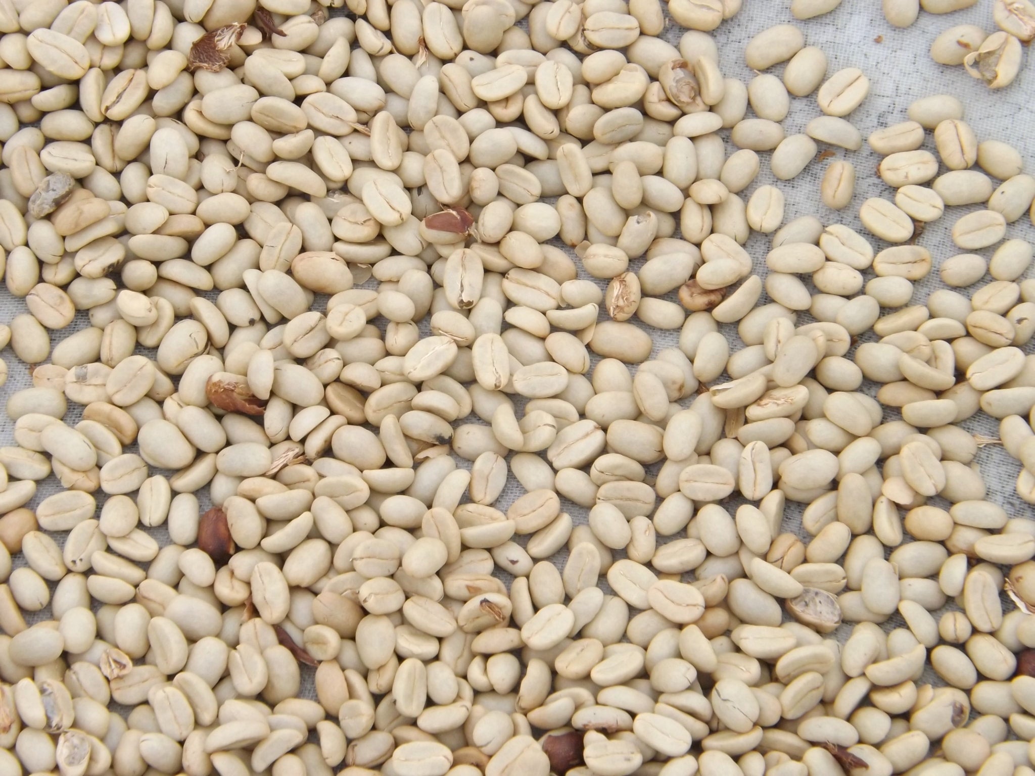 TGC台灣咖啡莊園 阿里山Typica ウォッシュド（生豆・1kg）／税込